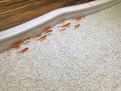 -澳珀食堂