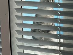 -瑞派福兴宠物医院犬猫全科·骨科·中西医结合(河东店)