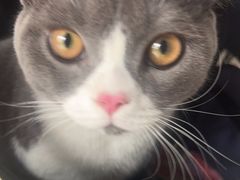 -瑞派福兴宠物医院犬猫全科·骨科·中西医结合(河东店)