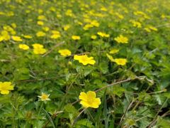 -武清南湖绿博园