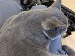 -有喵·猫咖·狗咖·30几只猫10只小狗(岗厦店)