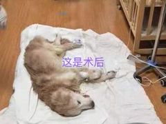 -北京观赏动物医院·24小时大型综合·猫专科·异宠专科
