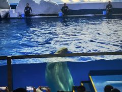 -秦皇岛乐岛海洋王国