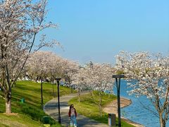 -羊山湖公园