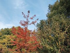 -上海滨江森林公园