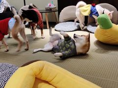 -逗柴咖啡屋·狗咖猫咖宠物桌游