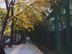 -三里屯东五街银杏大道