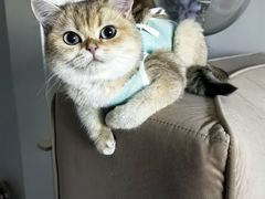 -纳吉亚猫专科动物医院(康都外科中心)