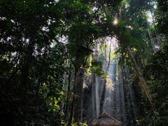-西双版纳原始森林公园