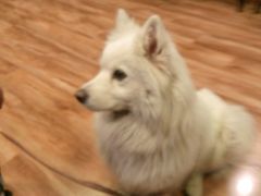 -左舞和风屋便当(金地店)