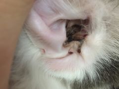 -纳吉亚猫专科动物诊疗中心(蒋宅口分院)