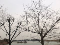 -贡湖湾湿地公园