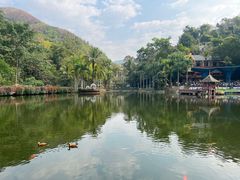 -西双版纳原始森林公园