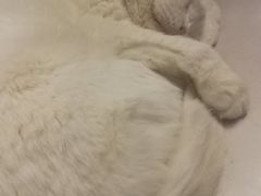 -喵园·猫主题咖啡厅·撸猫·猫咖(国贸店)