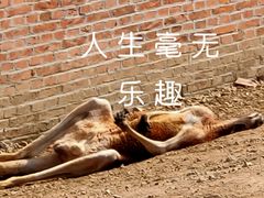 -青岛森林野生动物世界