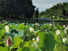 -映月湖公园
