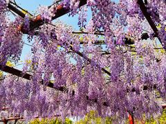 -嘉定紫藤园