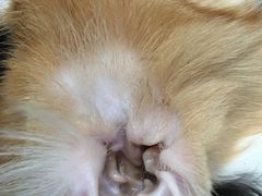-A猫a狗全科·犬猫异宠·芥西宠物医院(南开总院)