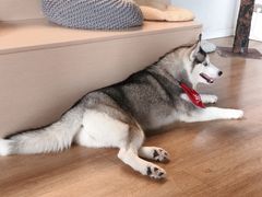 -Husky Go! 哈士奇体验馆·宠物咖啡厅狗咖