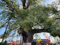 -新安江山水画廊风景区