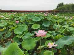 -金色田园农家乐餐厅