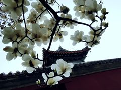 -北京艺术博物馆(万寿寺)