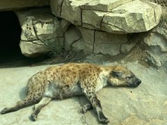 -北京野生动物园