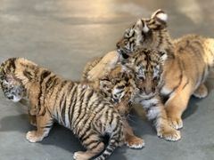 -大连森林动物园