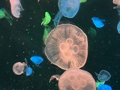 -珠海长隆海洋王国