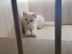 -喵zoo家庭繁育猫舍(尖东智能花园店)