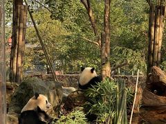 -都江堰中华大熊猫苑