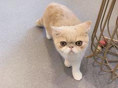 -飞行喵MR PILOT|猫舍·猫咖(静安大融城店)