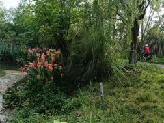 -桤木河湿地公园