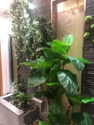 -芳朵美容养生SPA