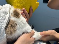 -御宝贝·A梦猫科宠物医院(国际猫友好医院)