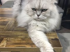 -小时光咖啡馆(开森度假森林店)