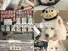 -星多哈·狗咖·拼豆·咖啡