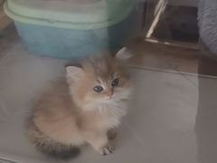 -糯米喵星人总部直营旗舰店·猫舍·幼猫出售