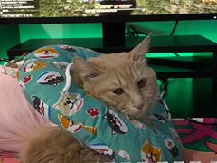 -纳吉亚猫专科动物医院·北北分院