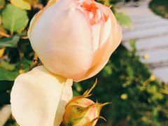 -上海鲜花港