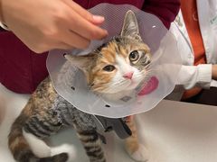 -瑞派·关忠动物医院·异宠专科·犬猫肿瘤·皮肤专科(望京店)