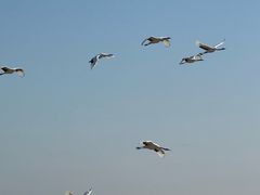 -盐城丹顶鹤湿地生态旅游区