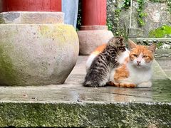 -韬光茶庵