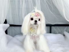 -鑫艺宠物美容培训学校