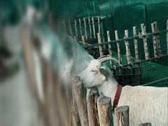-史努比缤纷世界