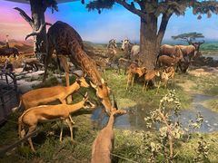 -国家自然博物馆