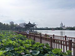 -莲花池公园