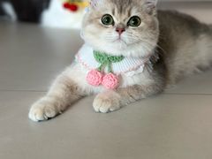 -猫大福·Fortune Cat猫舍(百子湾店)