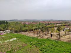 -莱阳濯村樱花园