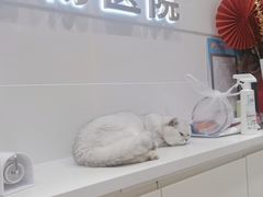-关爱宠物医院·猫科中心·消化科(滨湖万达分院)